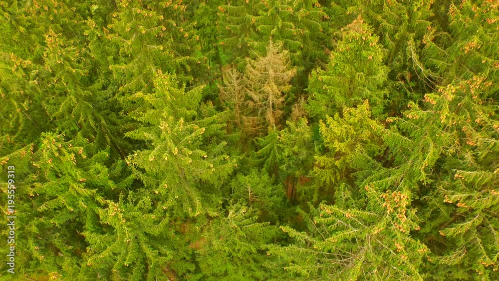 Beautiful green forest at spring time from above. Beautiful green forest at spring time from above.