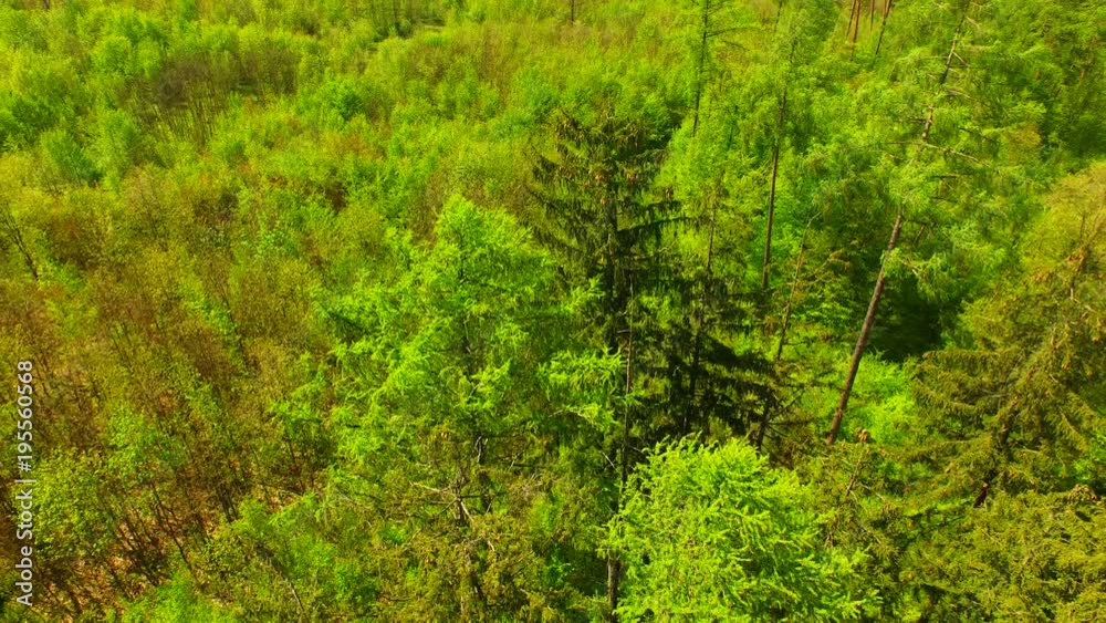 Beautiful green forest at spring time from above. Beautiful green forest at spring time from above.