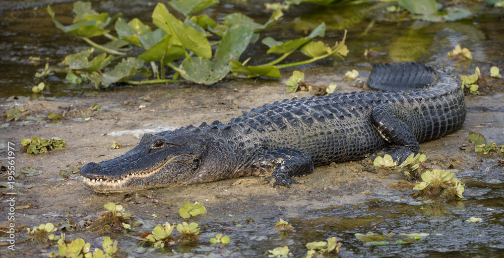 alligator smiles for you from the banks of the wetlands alligator smiles for you from the banks of the wetlands