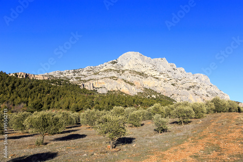 Mount Sainte Victoire and olive trees