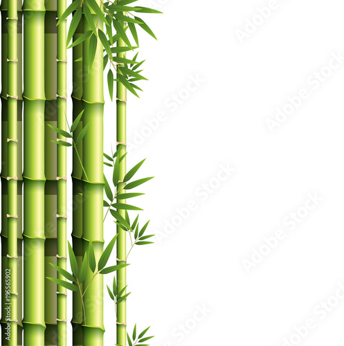 Fototapeta Naklejka Na Ścianę i Meble -  Background design with green bamboo