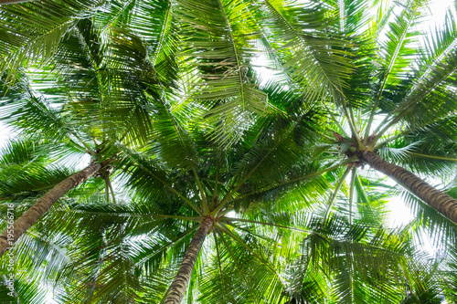 Coconut palm trees bottom view   perspective view