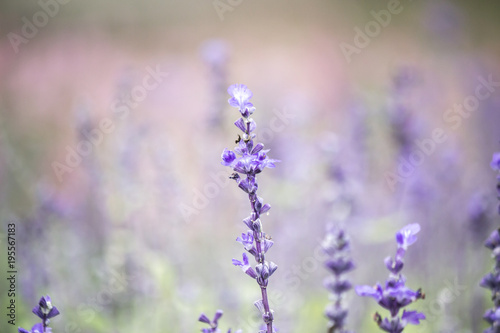 Field of Blue salvia flowers.(selective focus) © mickey_41
