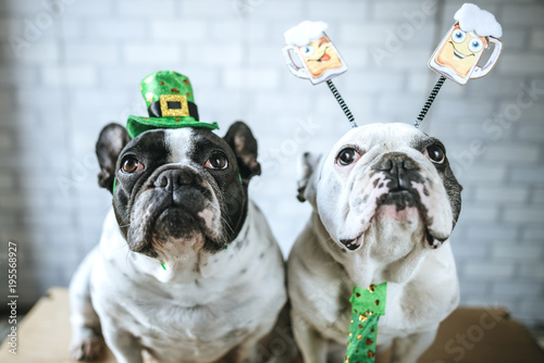Couple of dogs with disguise for Saint Patrick's Day