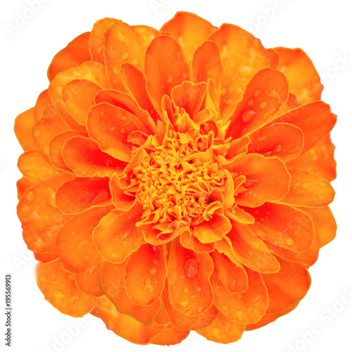 Fototapeta Naklejka Na Ścianę i Meble -  Orange Marigold flower isolated white background