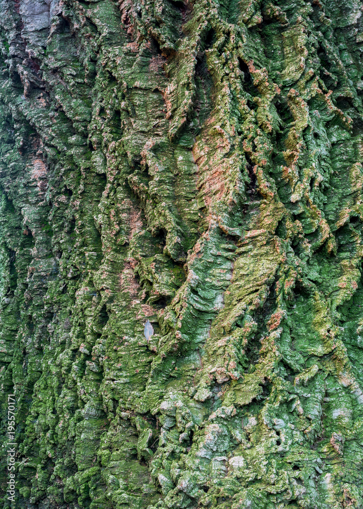 Cork oak wood green and brown texture and background Cork oak wood green and brown texture and background