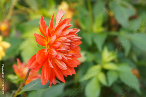Fototapeta Naklejka Na Ścianę i Meble -  Orange dahlia flower head with green background