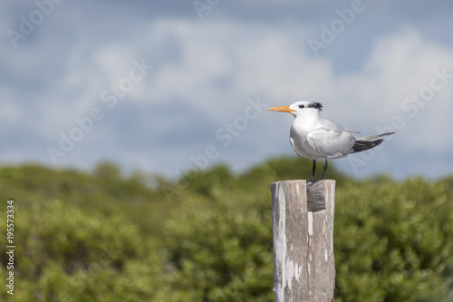 Thalasseus maximus aka Royal tern perched on pier in the wild. Beautiful wild seabird perched on pier pole against blue sky