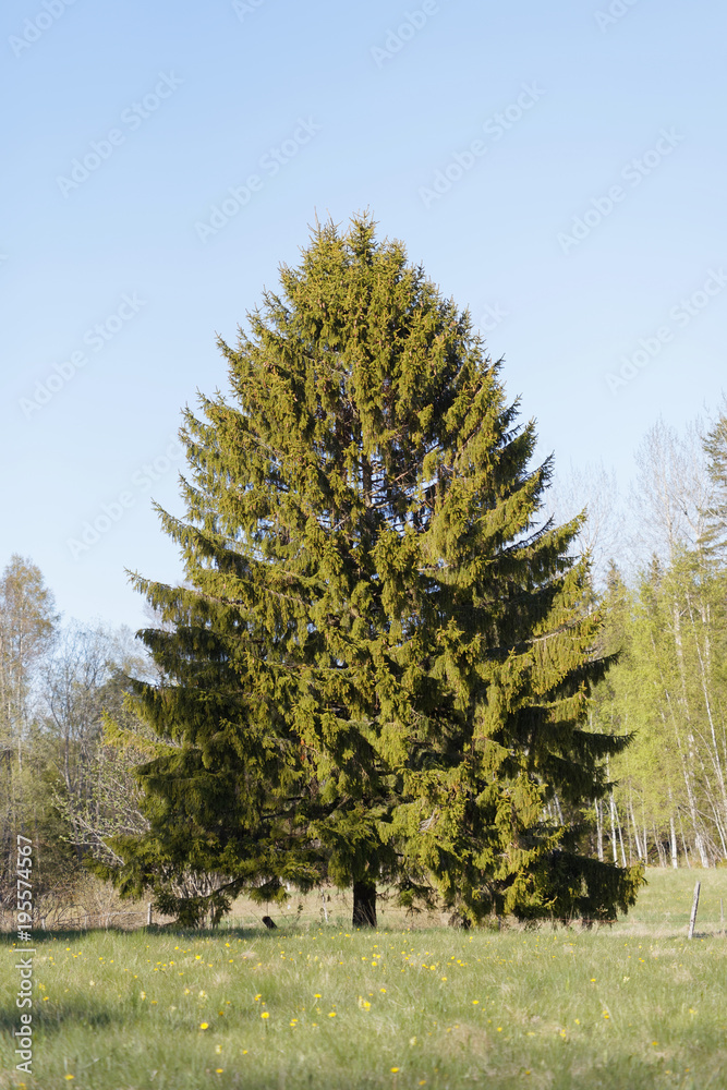 Obraz premium Large fir or spruce tree on a meadow in spring time, latin name Picea abies