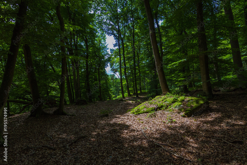 Mullertahl forest