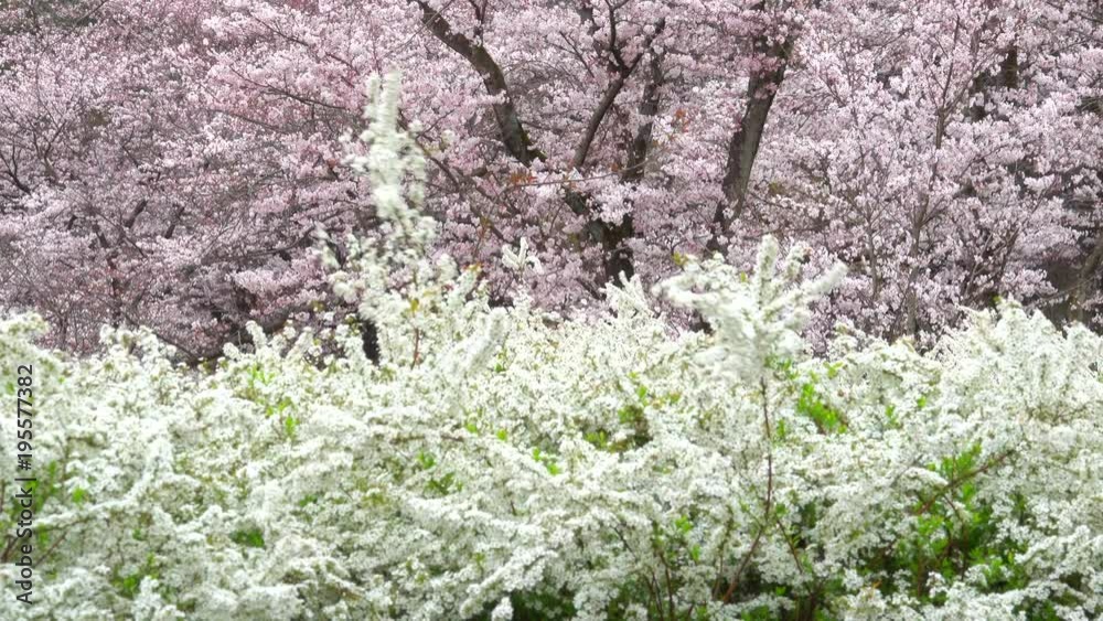 Cherry blossoms in full bloom Cherry blossoms in full bloom