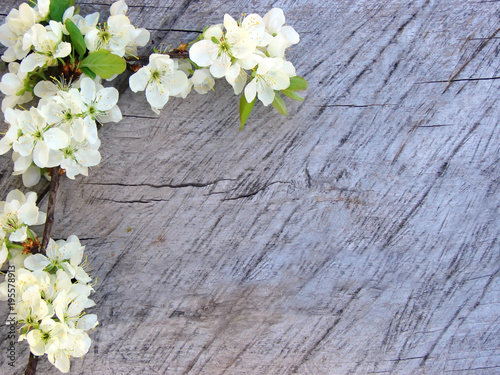 Blossoming branches of Japanese cherry blossoms on wooden background spring