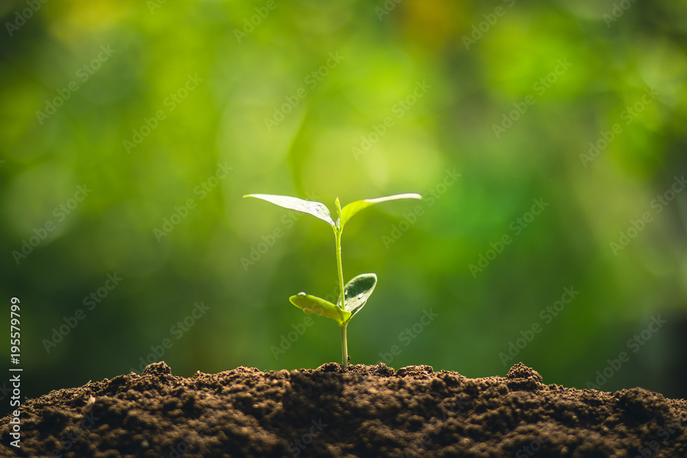 Fototapeta premium Young tree plant a tree Watering a tree in nature light and background