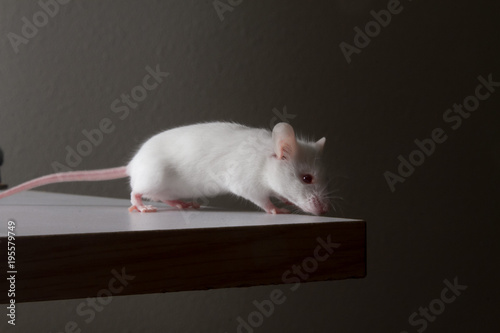 White mouse sniffing corner of desk for food