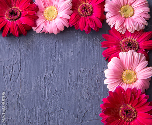 Pink and red gerbera daisy flower on concrete backgrounds. spring