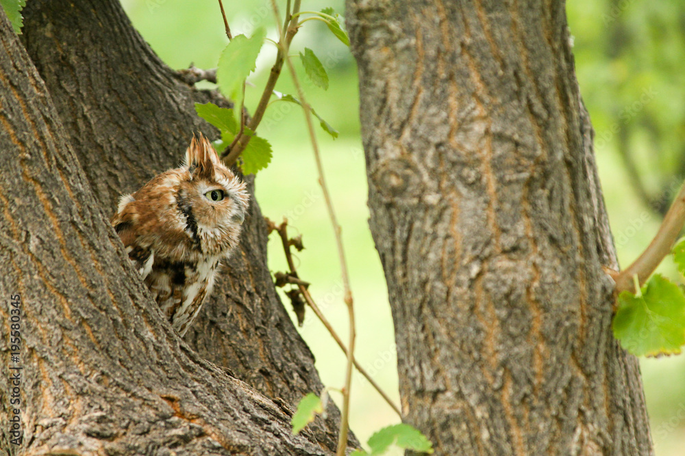 Obraz premium angry owl calmly looking around its surroundings