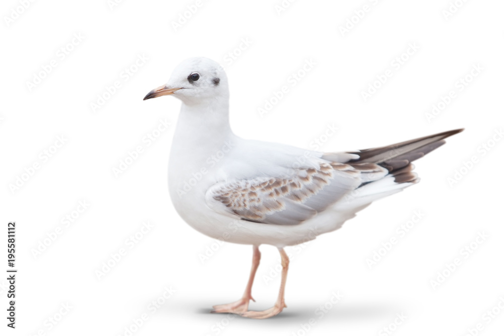 Obraz premium wild white seagull. isolated