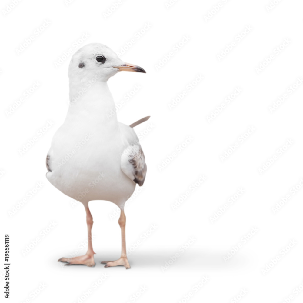 wild white seagull. isolated