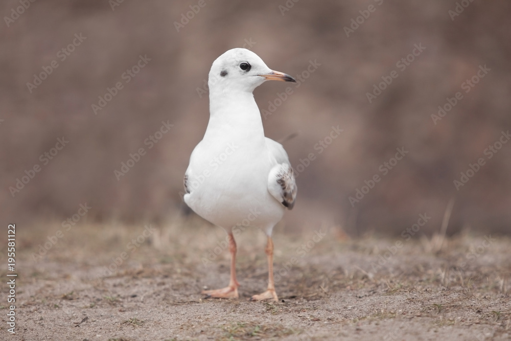 Obraz premium wild white seagull.