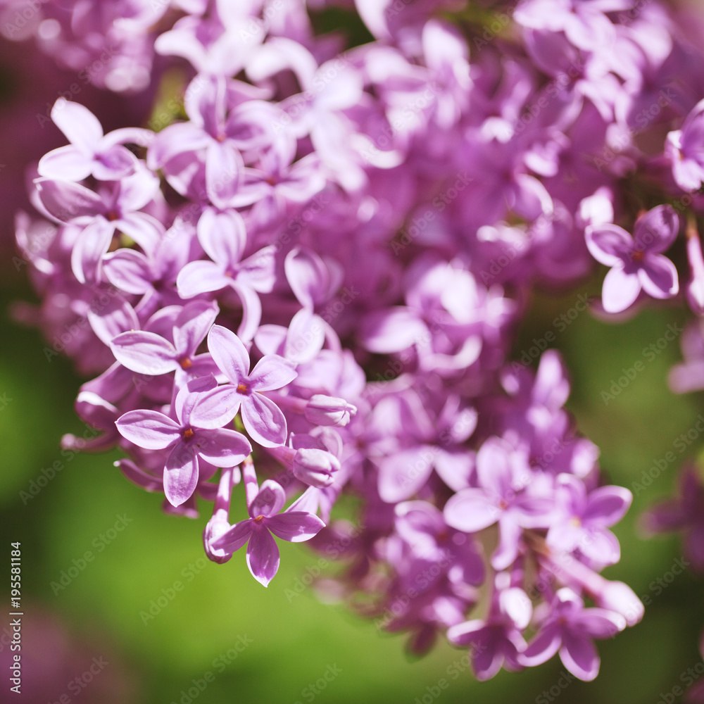 beautiful lilac bushes with a soft background.