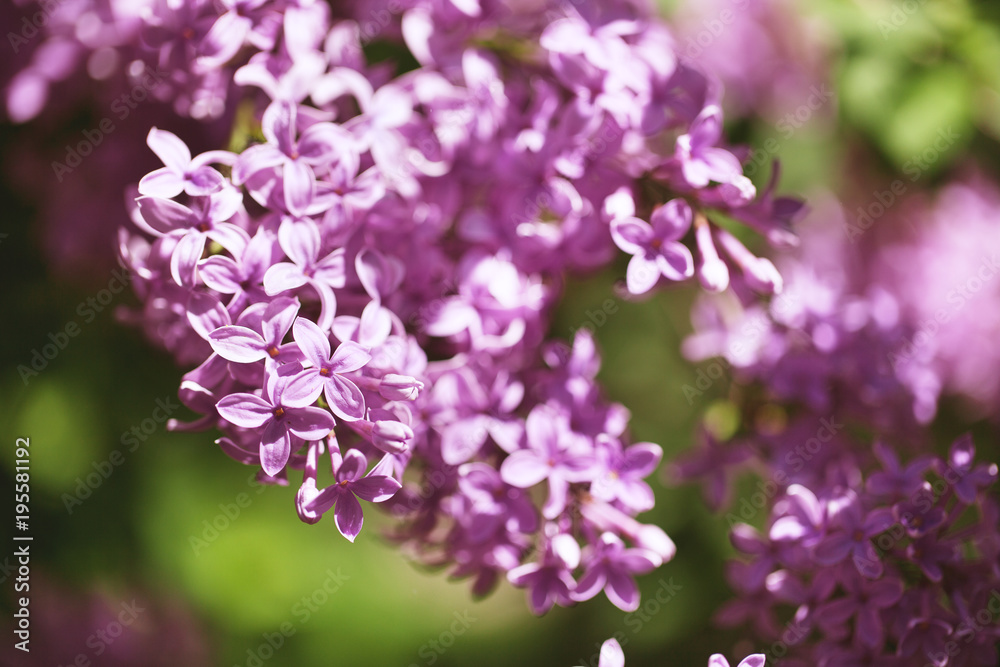 beautiful lilac bushes with a soft background.