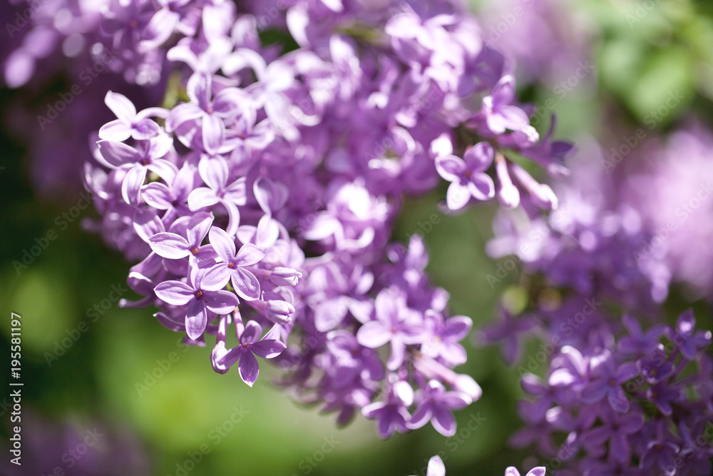 beautiful lilac bushes with a soft background. beautiful lilac bushes with a soft background.