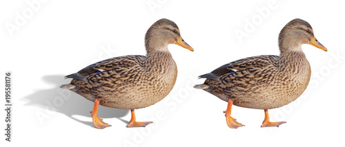 wild duck. isolated on white