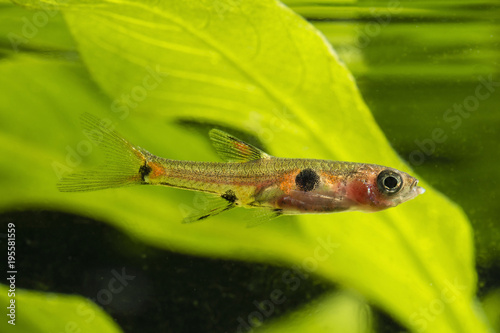 Boraras maculatus - Small nano fish. photo