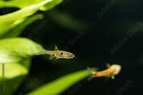 Boraras maculatus - Small nano fish. photo