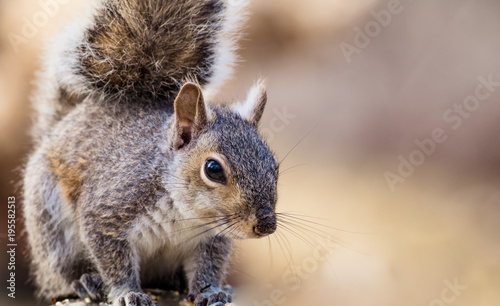 Eastern Gray Squirrel (Sciurus carolinensis) is playful and cute in beautiful afternoon light © rabbitti