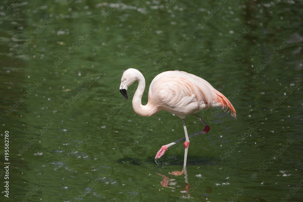 pink flamingo goes on water.