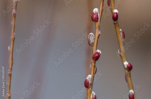 Pussywillow buds (Salix) emerging in early spring