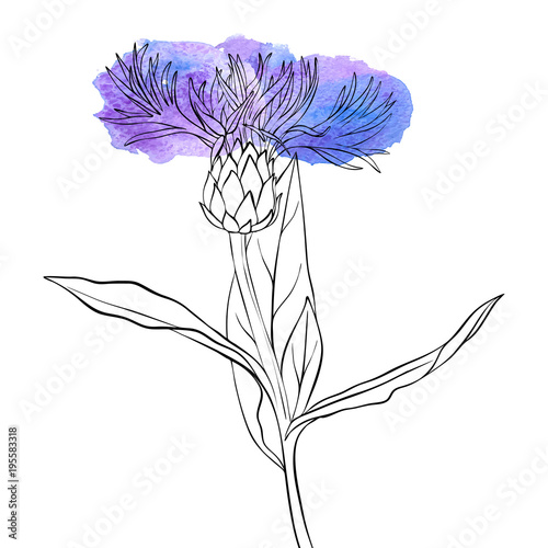 vector drawing corn flower
