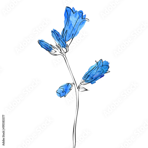 vector drawing bell flower