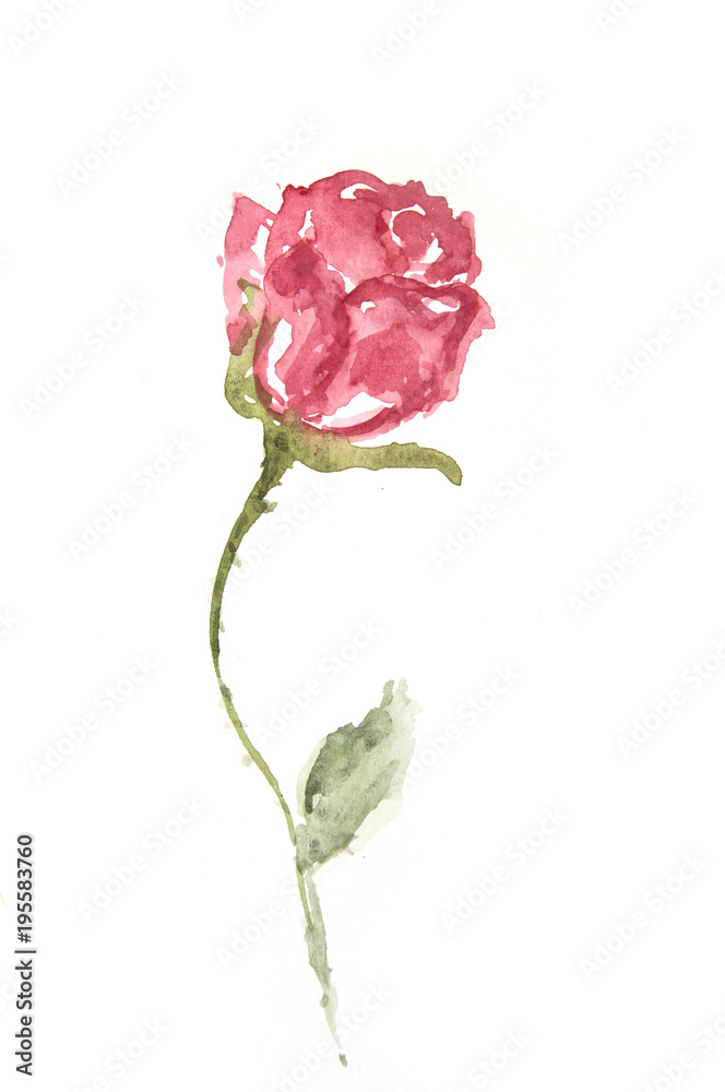 Obraz premium Red rose on white, watercolor hand painted