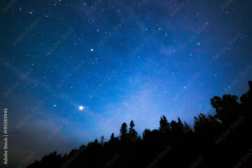 Stars over the trees at night Stars over the trees at night