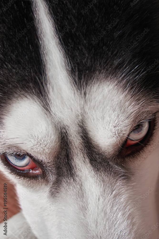 Muzzle of blue-eyed Siberian husky close-up. Husky dog looks sideways, putting his head on his paws. Top view harsh kind hunter.