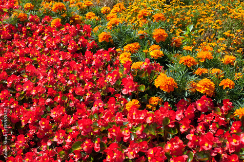 Flowers, Marigold, Bedding Begonia