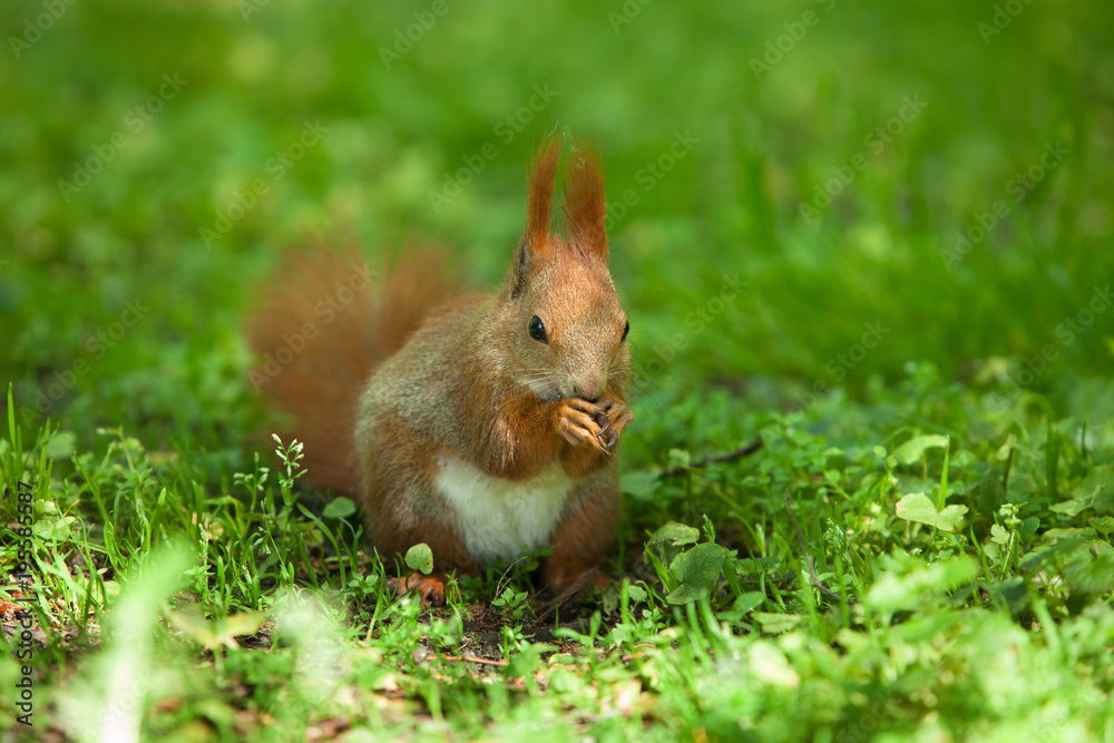 Little funny red squirrel in the park Little funny red squirrel in the park