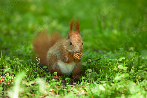 Little funny red squirrel in the park © coffeemill