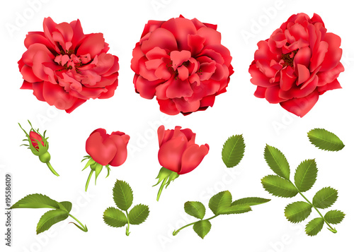 Realistic vector red rose set. 3d roses