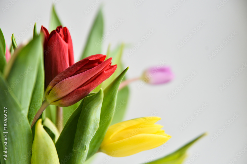 Floral background: bouquet of multicolored tulips in a glass vase on a light background, blank, mocap for mother's day greetings, international women's day