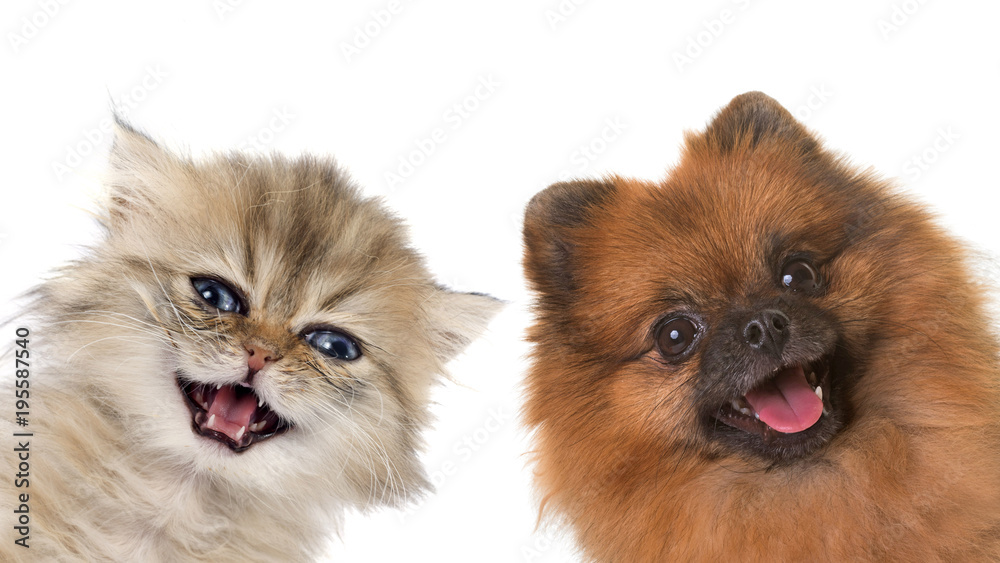 kitten and puppy kitten and puppy