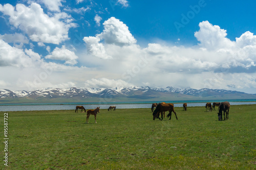 Horses graze on a green meadow near a mountain lake and amazing clouds