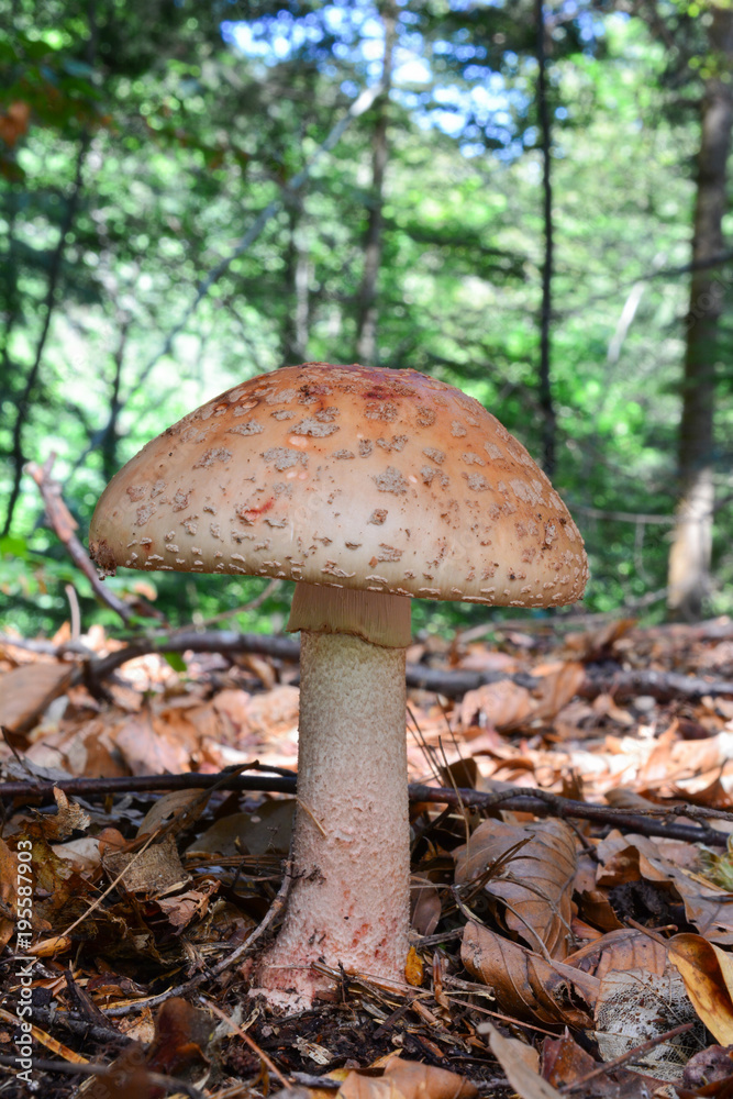 One single Amanita rubescens mushroom One single Amanita rubescens mushroom