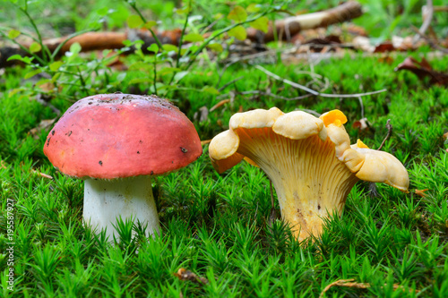 Edible and toxic mushroom sharing the habitat