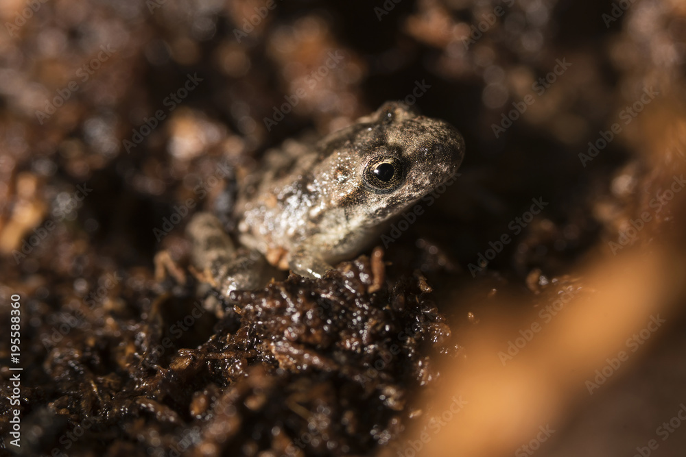 Naklejka premium Landgänger