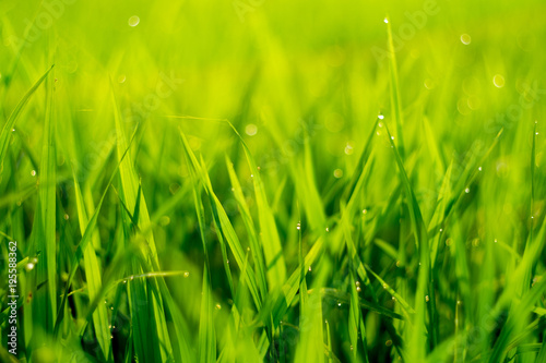 Close up Green rice field with water drop