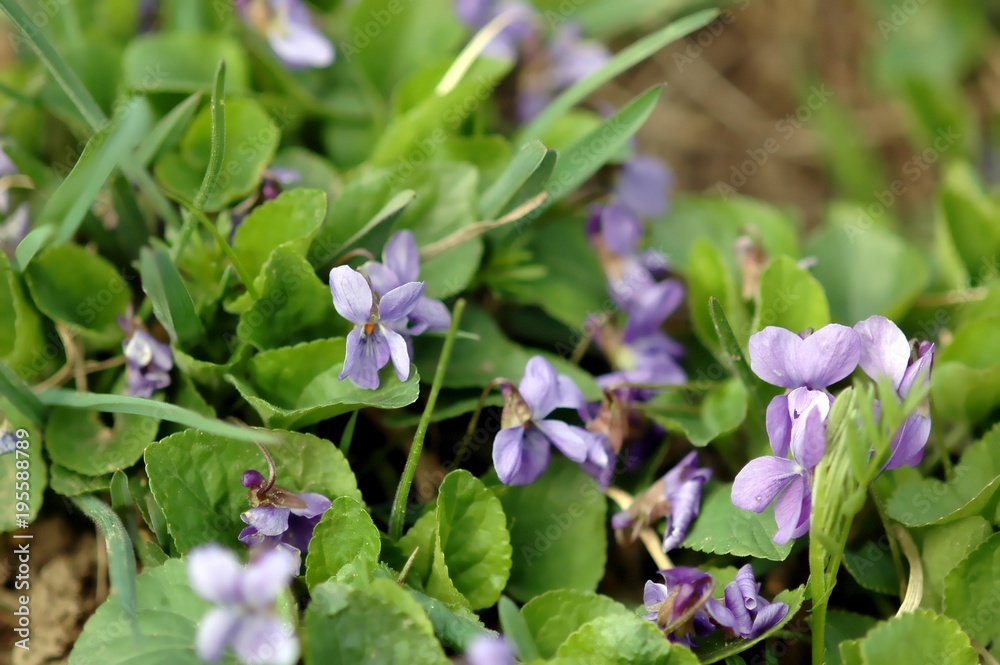 Violet, Viola, violet blossoms in spring, close-up, with green leaves Violet, Viola, violet blossoms in spring, close-up, with green leaves