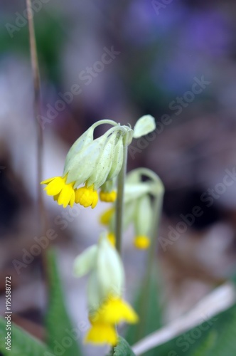 Primrose, Common Cowslip, detail, yellow flower in spring